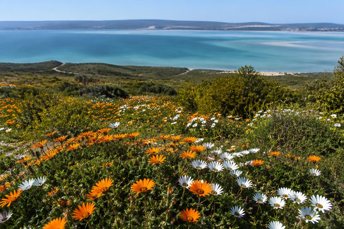 Kitesurfers on the Langebaan lagoon