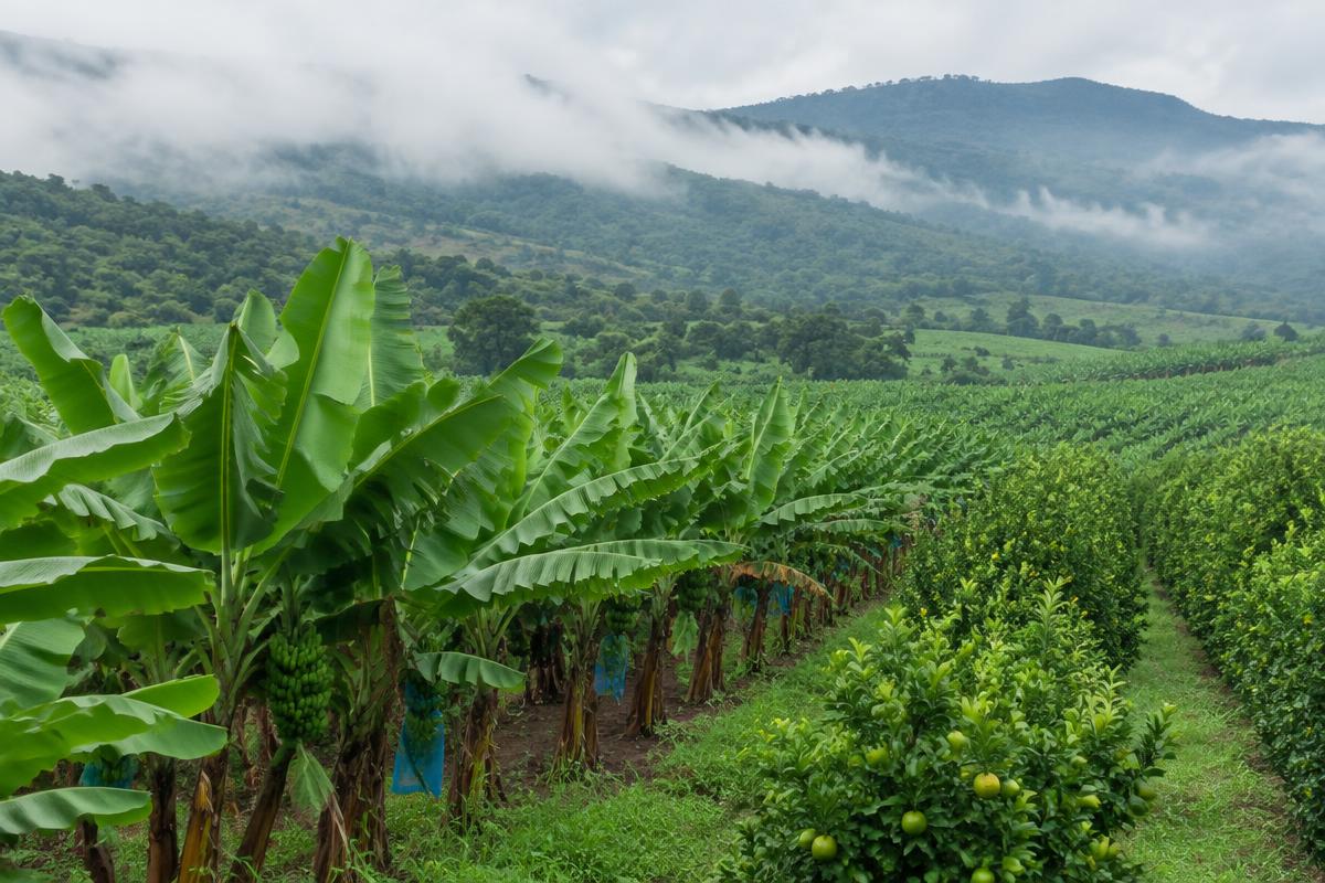 Banana and citrus plantations near Mbombela