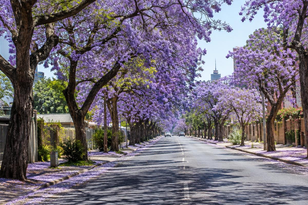 Purple jacaranda trees lining a Pretoria street