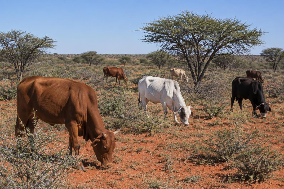 Cattle grazing on thornveld near Vryburg